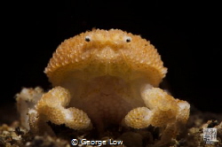 Pearl Granular Crab by George Low 